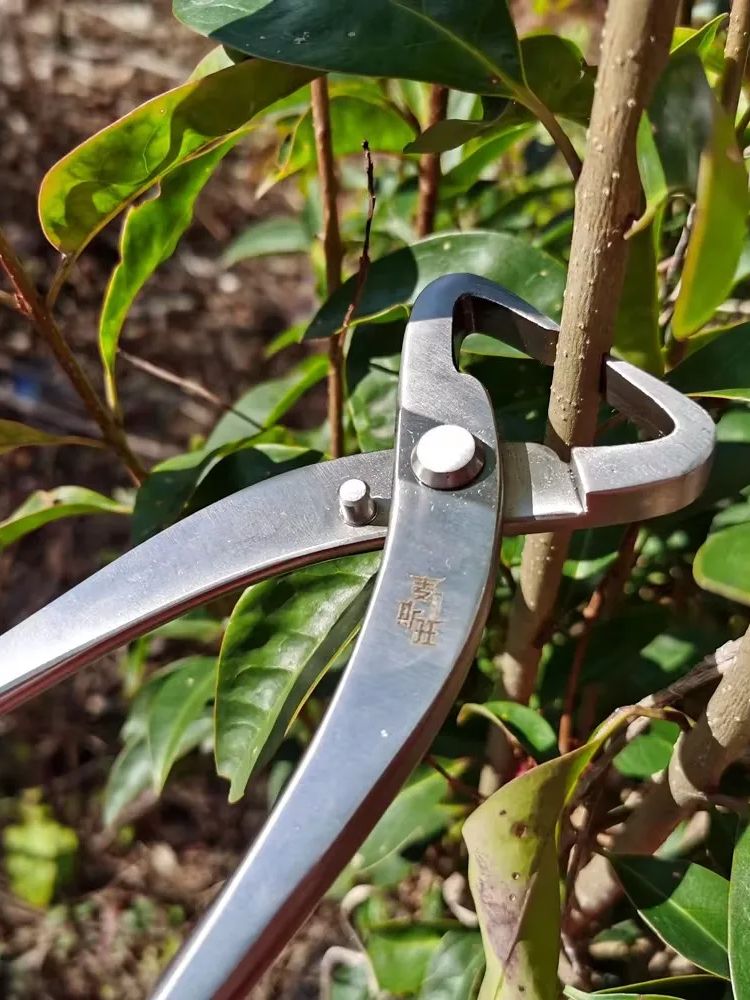 Professionele Bonsai Gereedsch - Concave Branch Cutter recensie en prijs
